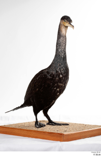 Double-crested cormorant Phalacrocorax auritus whole body 0004.jpg